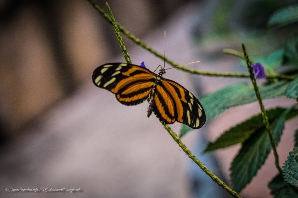 Random Image of the Week #56: Orange-spotted Tiger Clearwing Butterfly Spotted at the Butterfly Palace in Branson, Missouri