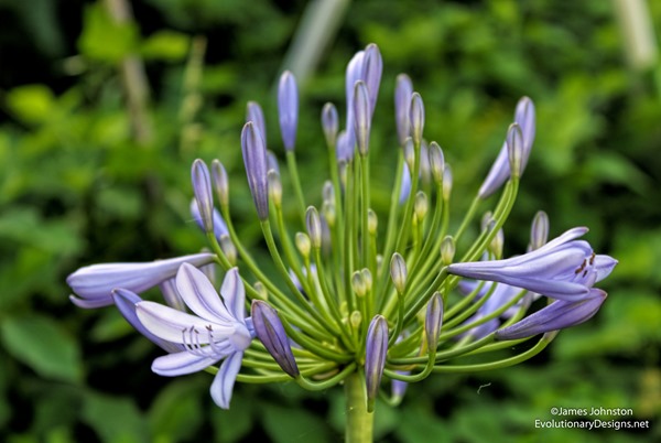 Blue Lily of the Nile, Agapanthus