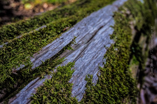 Moss Covered Log Found on the Longwood Plantation