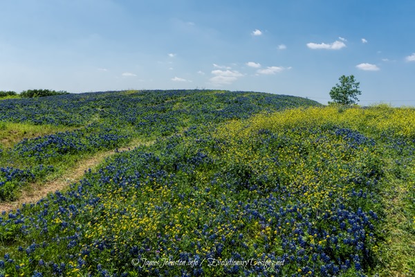 Texas Bluebonnets 