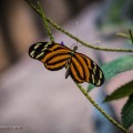 The-Butterfly-Palace-Branson-Missouri-10.jpg