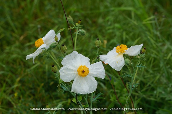 White Prickly Poppy - Texas Wildflowers